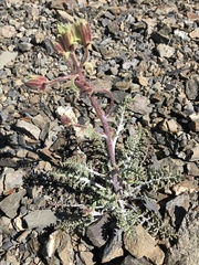 Chaenactis douglasii