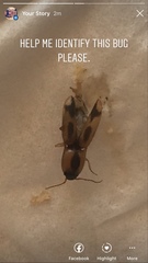 Aeolus mellillus