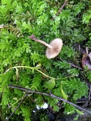 Simocybe sumptuosa
