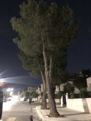 Pinus halepensis
