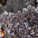 Salted Shield Lichen - Photo (c) Tomás Curtis, some rights reserved (CC BY-NC), uploaded by Tomás Curtis