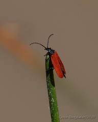 Macrolygistopterus rubripennis