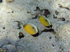Chaetodon austriacus
