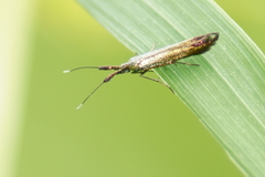 Coleophora deauratella