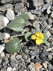 Viola purpurea integrifolia