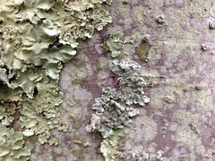 Hypotrachyna showmanii