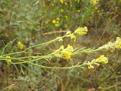 Erysimum canescens