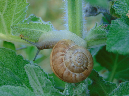 slimákovité (Helicidae)