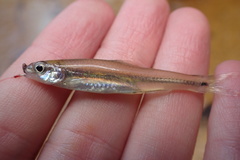 Notropis petersoni