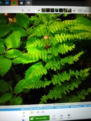 Dennstaedtia punctilobula