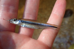 Notropis texanus