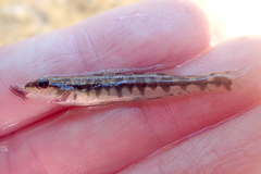 Percina nigrofasciata