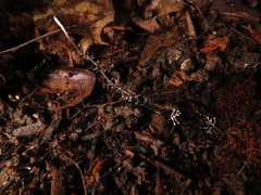 Ophiocordyceps entomorrhiza