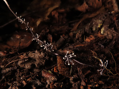 Ophiocordyceps entomorrhiza