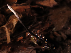 Ophiocordyceps entomorrhiza