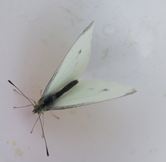 Pieris rapae