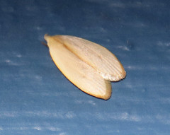 Durrantia piperatella