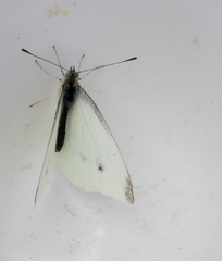 Pieris rapae