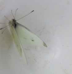 Pieris rapae
