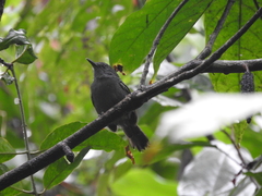 Western Slaty-Antshrike photo 2