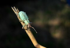 Compsus auricephalus