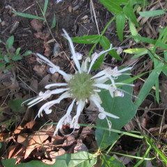 Monarda russeliana