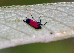Cardioscarta flavifrons