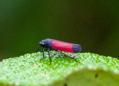 Cardioscarta flavifrons
