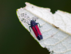 Cardioscarta flavifrons