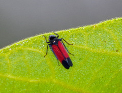 Cardioscarta flavifrons