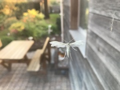 Pterophorus pentadactyla