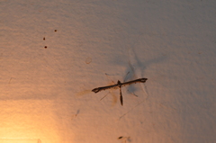 Anstenoptilia