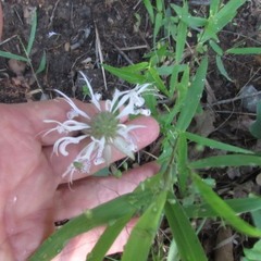 Monarda russeliana