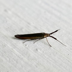 Coleophora mayrella
