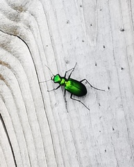Cicindela denikei