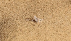 Macrobaenetes algodonensis