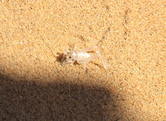 Macrobaenetes algodonensis