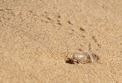 Macrobaenetes algodonensis