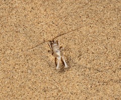 Macrobaenetes algodonensis