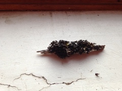 Tuckermanopsis americana