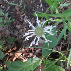 Monarda russeliana