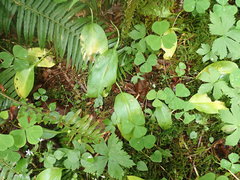 Erythronium revolutum
