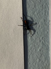 Castianeira descripta