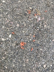 Contarinia virginianiae