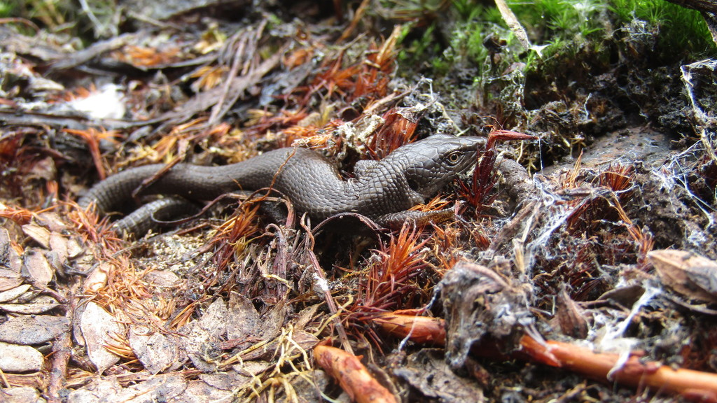 Two-Banded Anadia