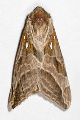 Sthenopis argenteomaculatus