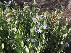 Amsonia jonesii