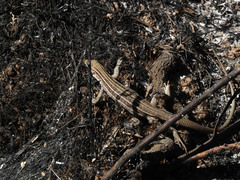 Aspidoscelis sonorae