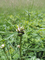 Rhopalomyia ptarmicae