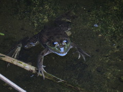 Lithobates montezumae